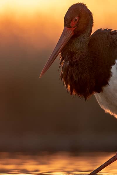 Ungern vår 2026 — 25