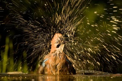 Ungern vår 2026 — 42