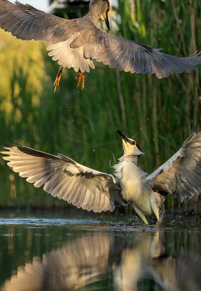 Ungern vår 2026 — 35