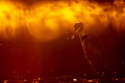 Ungern vår 2026 — 38