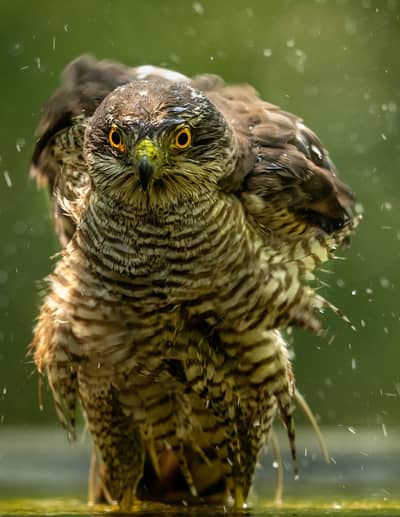 Ungern vår 2026 — 37