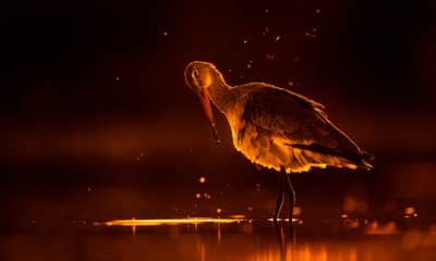 Ungern vår 2026 — 7