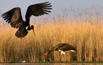 Ungern vår 2026 — 4