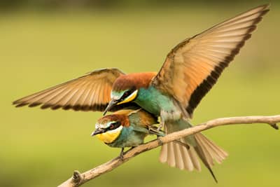 Ungern vår 2026 — 40