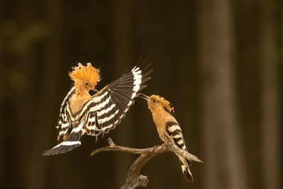 Ungern vår 2026 — 22