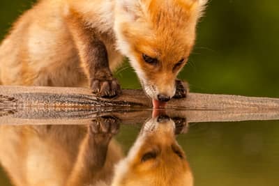 Ungern vår 2026 — 24