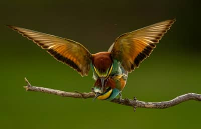 Ungern vår 2026 — 44