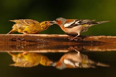 Ungern vår 2026 — 8