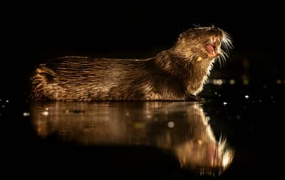 Ungern vår 2026 — 32