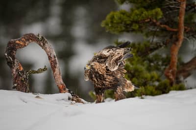 Vinter i örnriket — 4