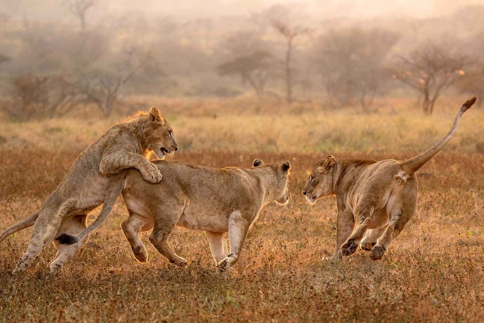 Fotosafari i Afrika – allt du behöver veta innan din första fotoresa