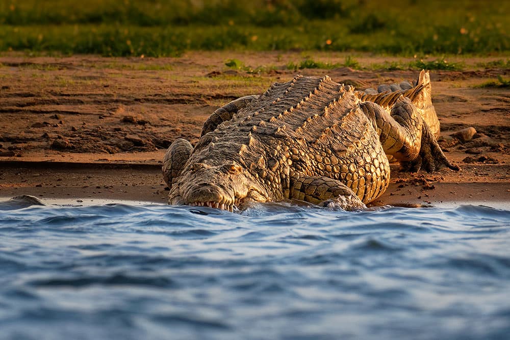 Nilkrokodil (Crocodylus niloticus)