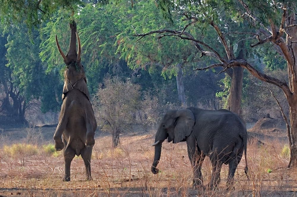 Savannelefant (Loxodonta africana)
