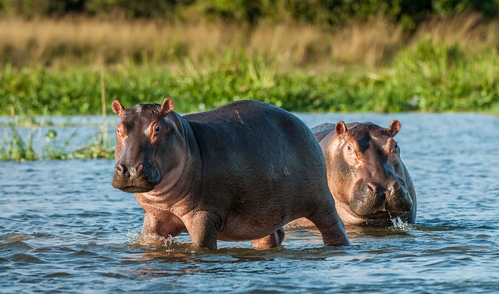 Flodhäst (Hippopotamus amphibius)