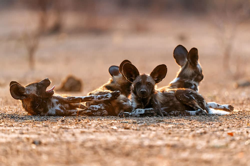 Wild dogs hunting