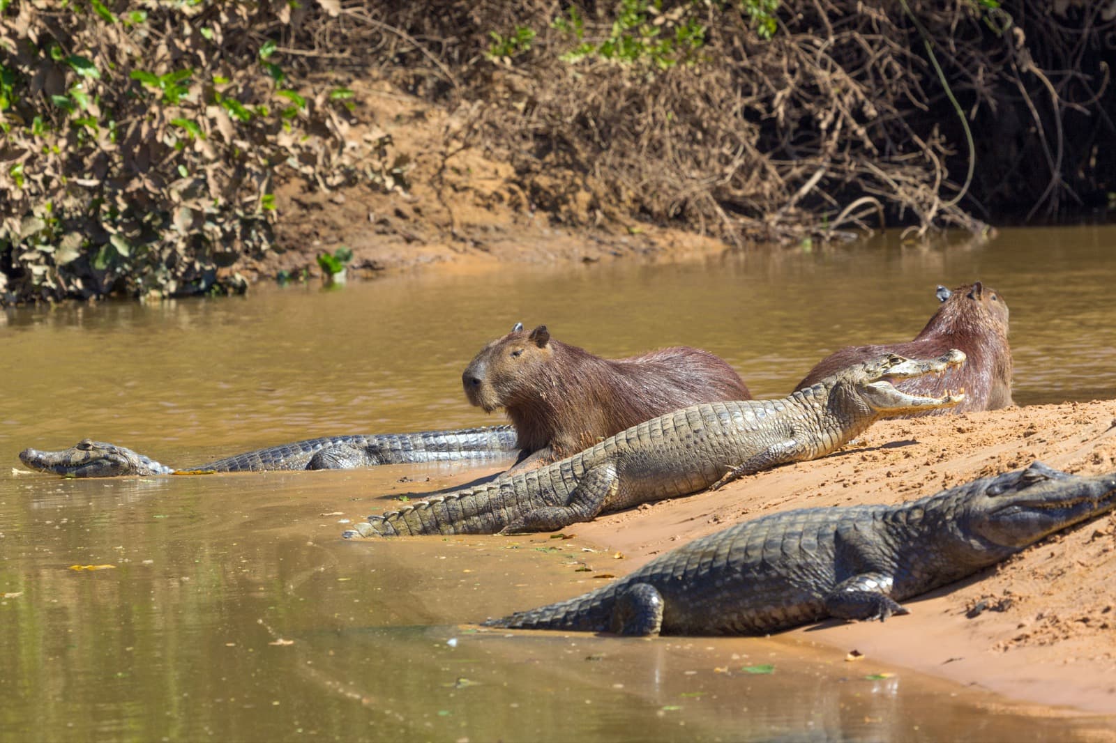 Kapybaror och kaimaner i Pantanal