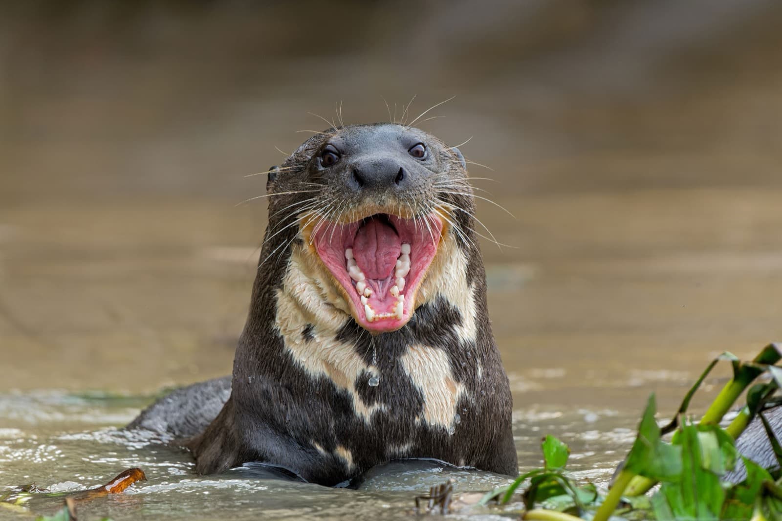 Jätteutter (Pteronura brasiliensis)