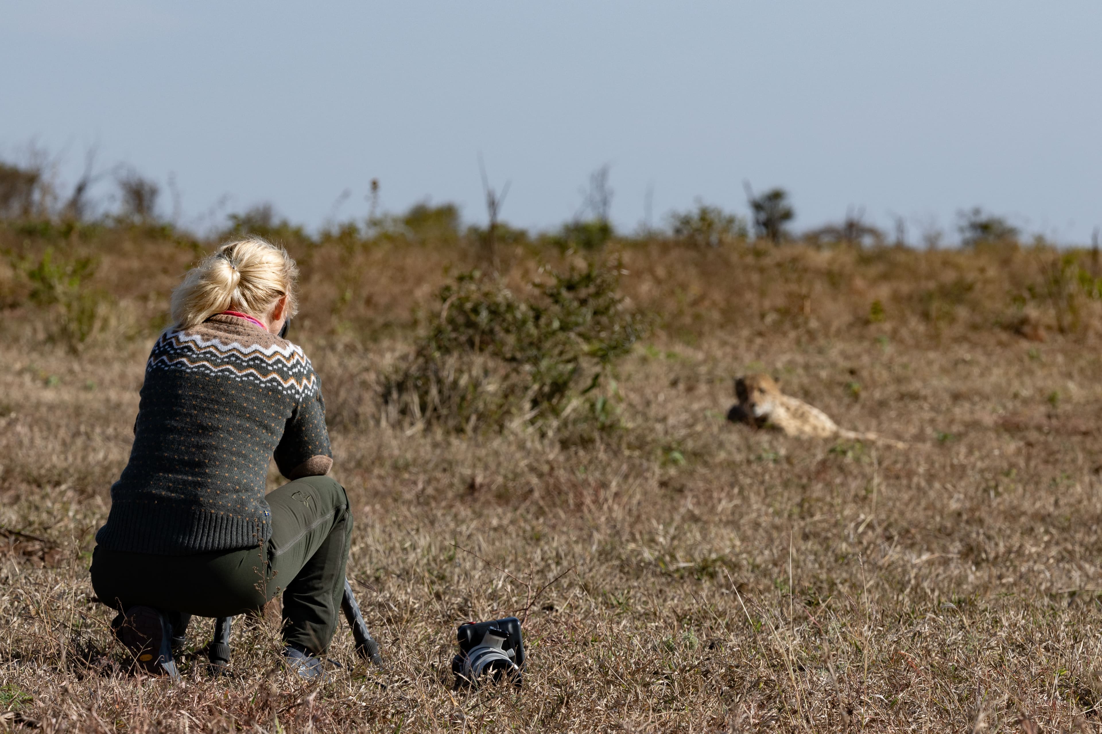 Deltagare fotograferar gepard på tryggt avstånd