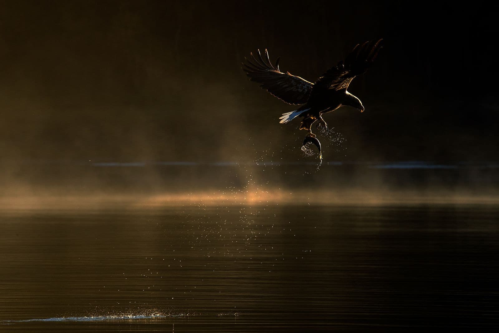 Havsörn (Haliaeetus albicilla)