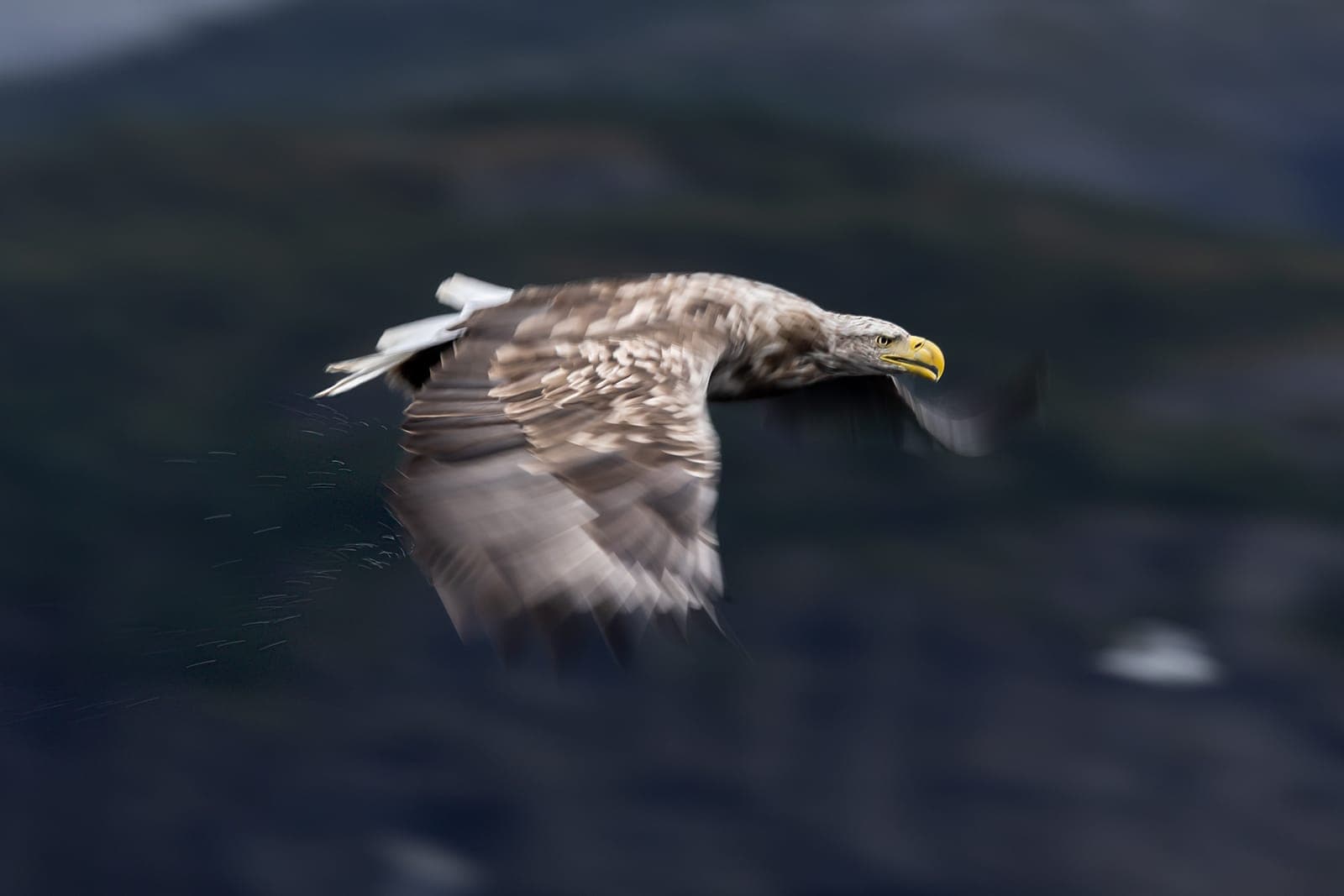 Havsörn (Haliaeetus albicilla)