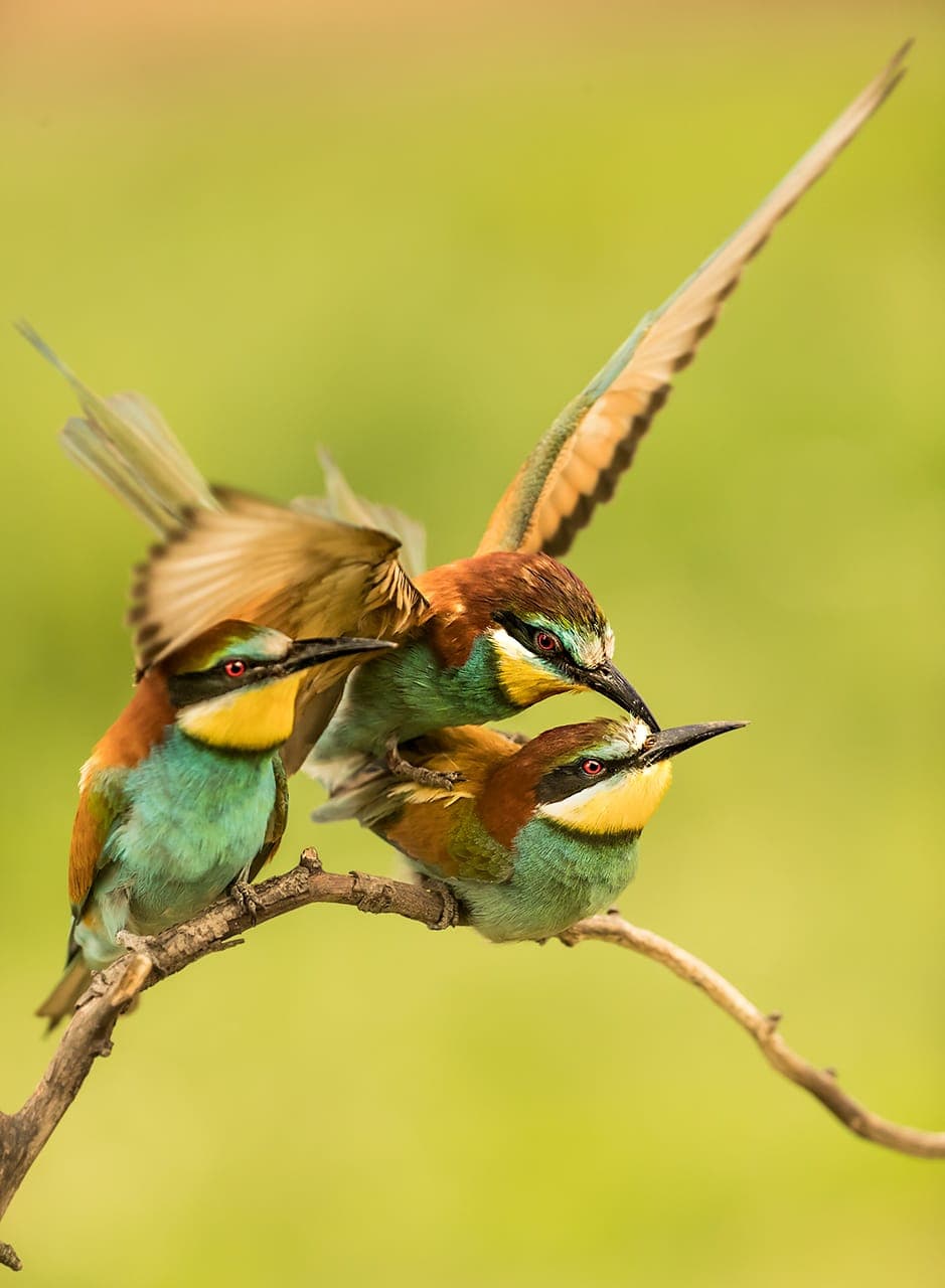 Biätare (Merops apiaster)