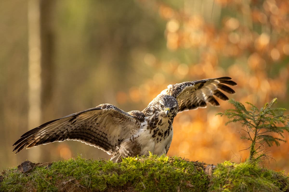 Börringevråk i höstfärger