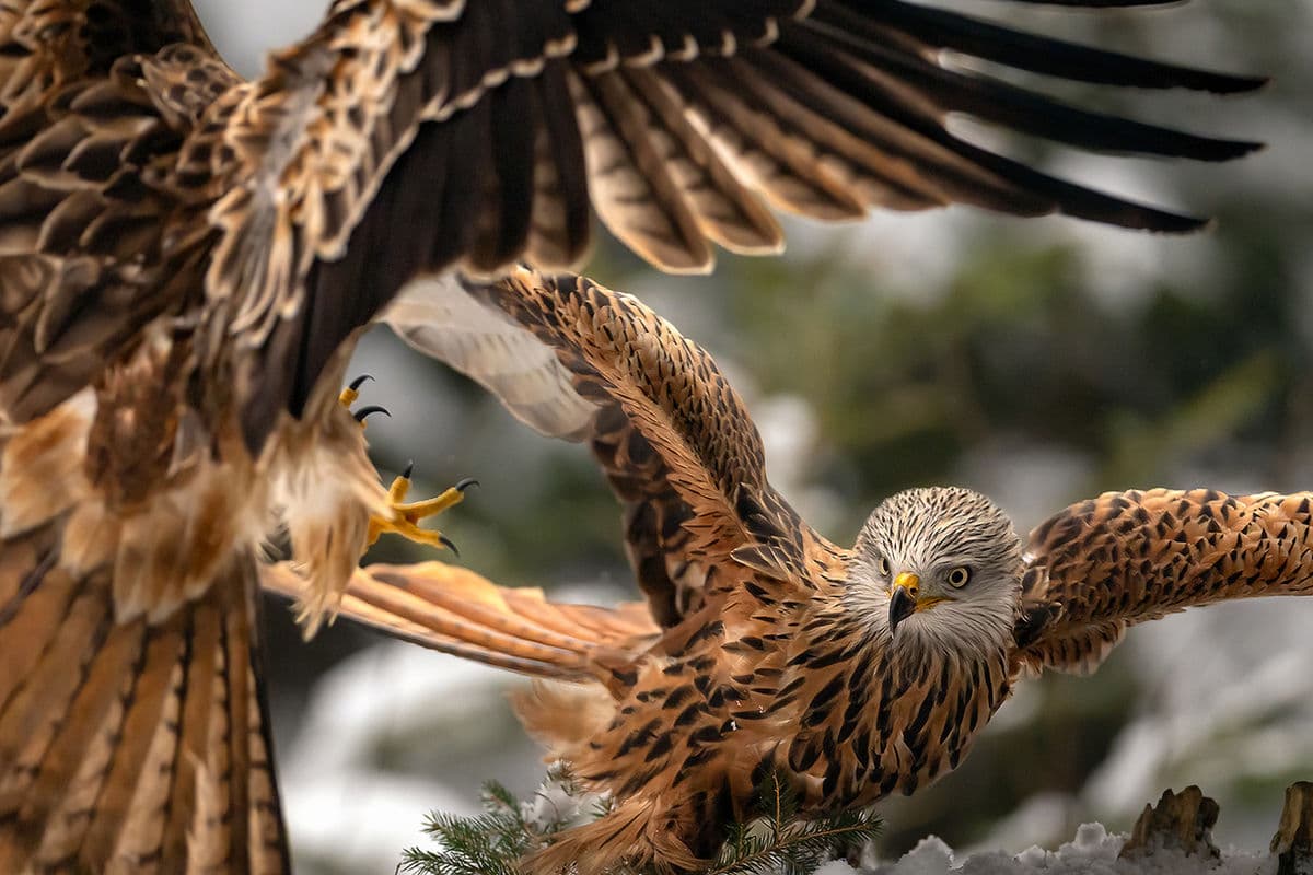 Glada i snölandskap