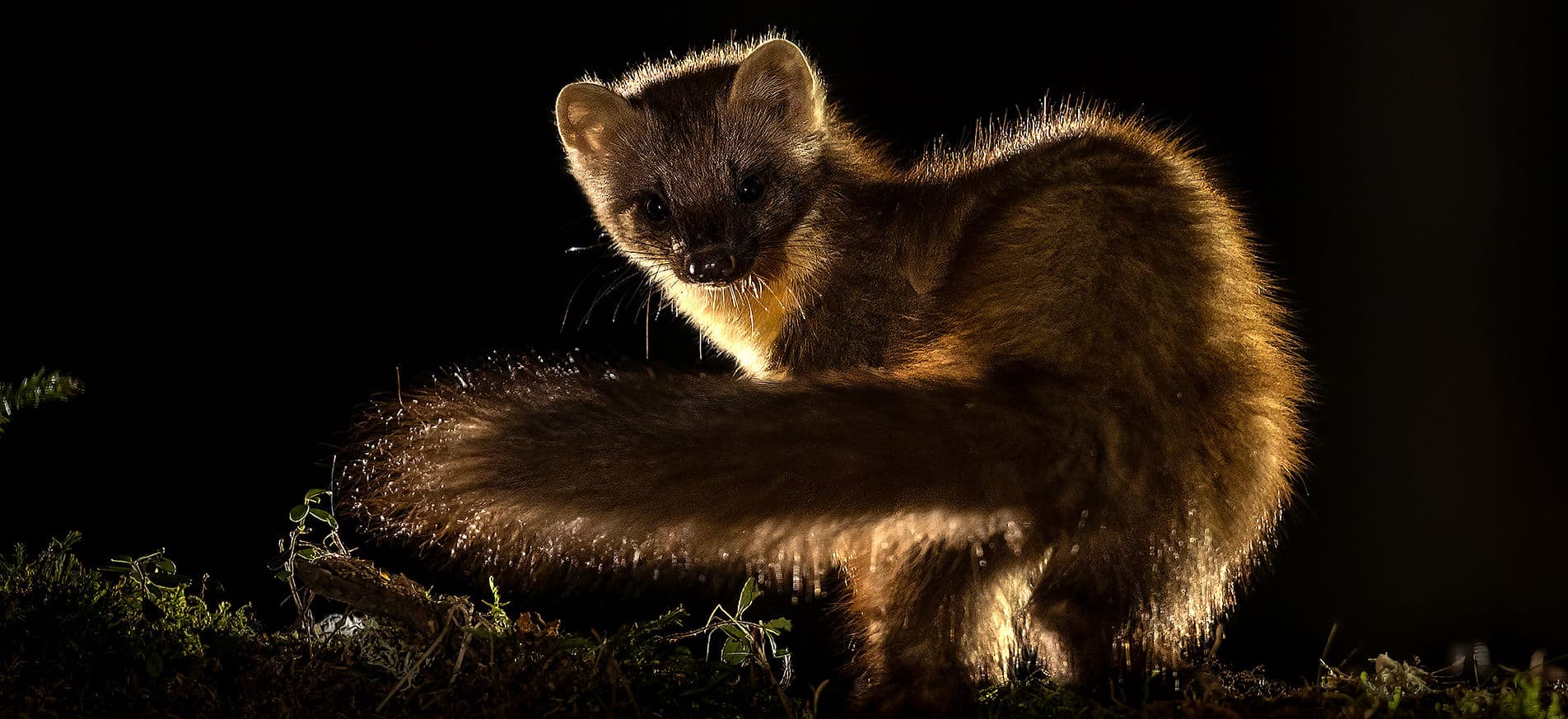 Mård fotograferad nattetid med motljus