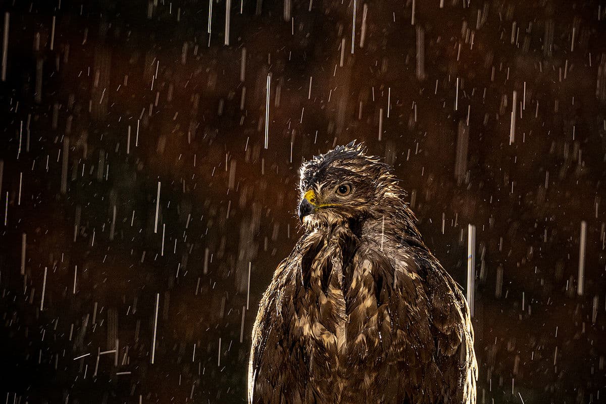 Ormvråk i regn, nattbelysning