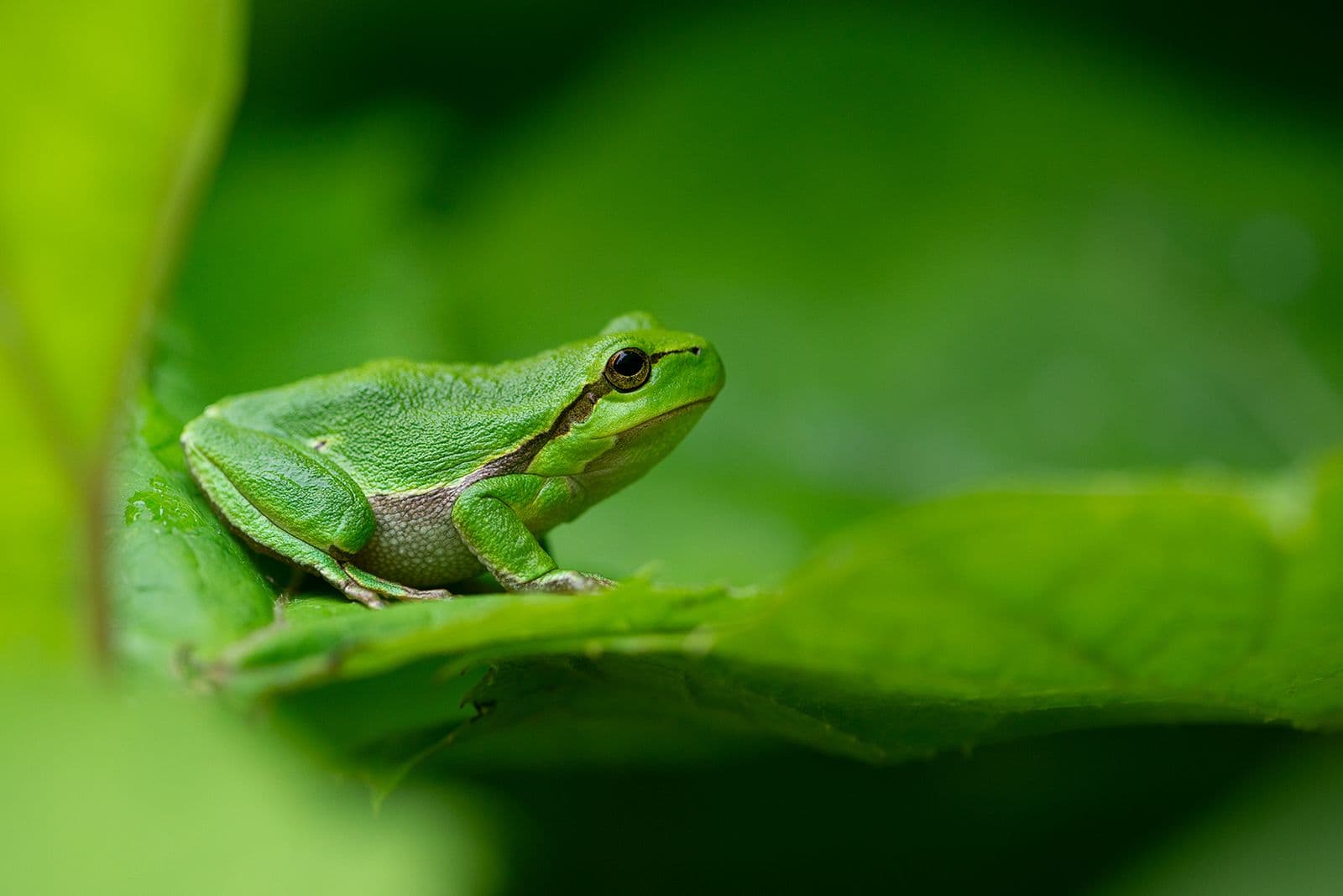 Amfibier och reptiler Bulgarien