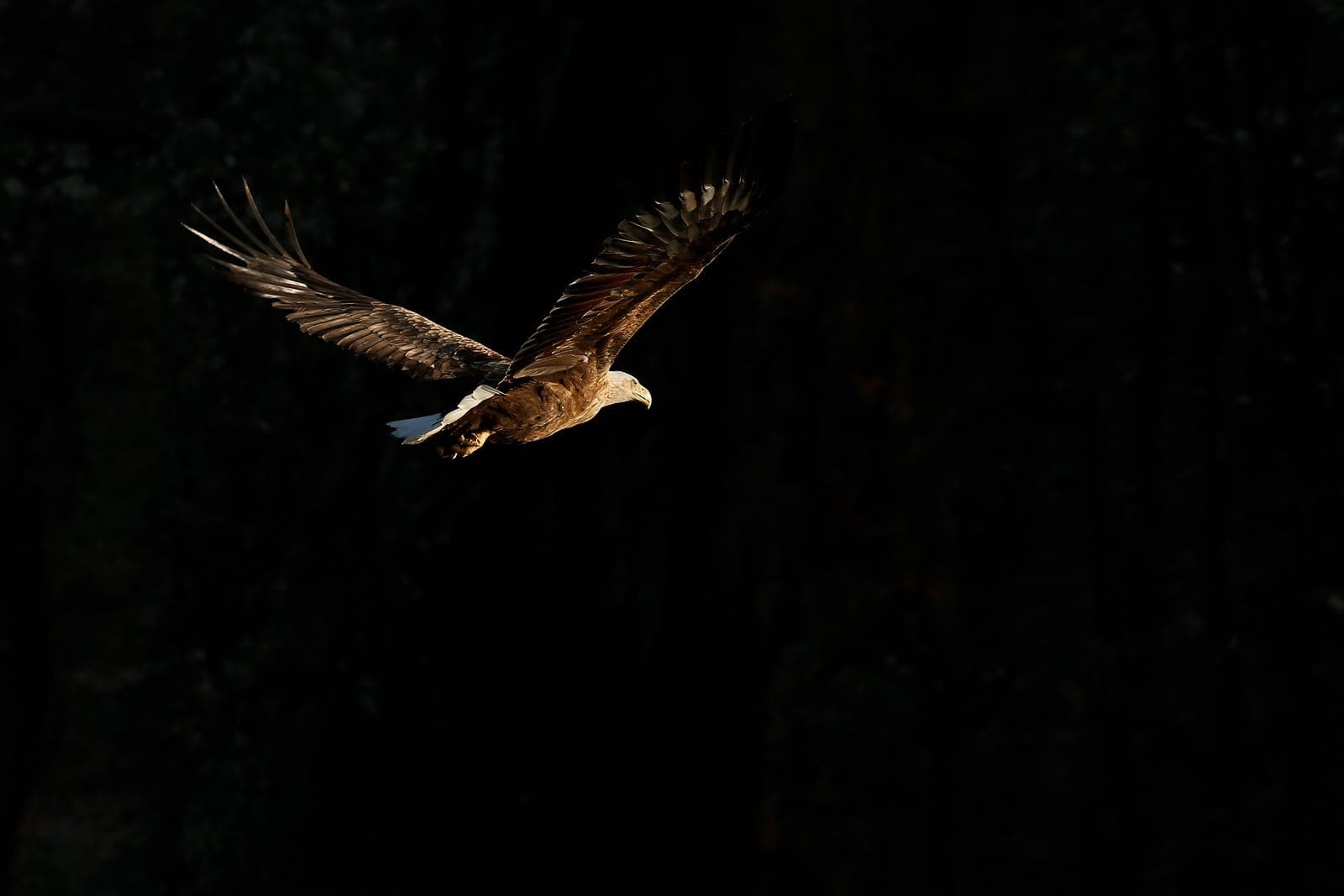 Norge — Havsörnar, älg och arktiskt ljus