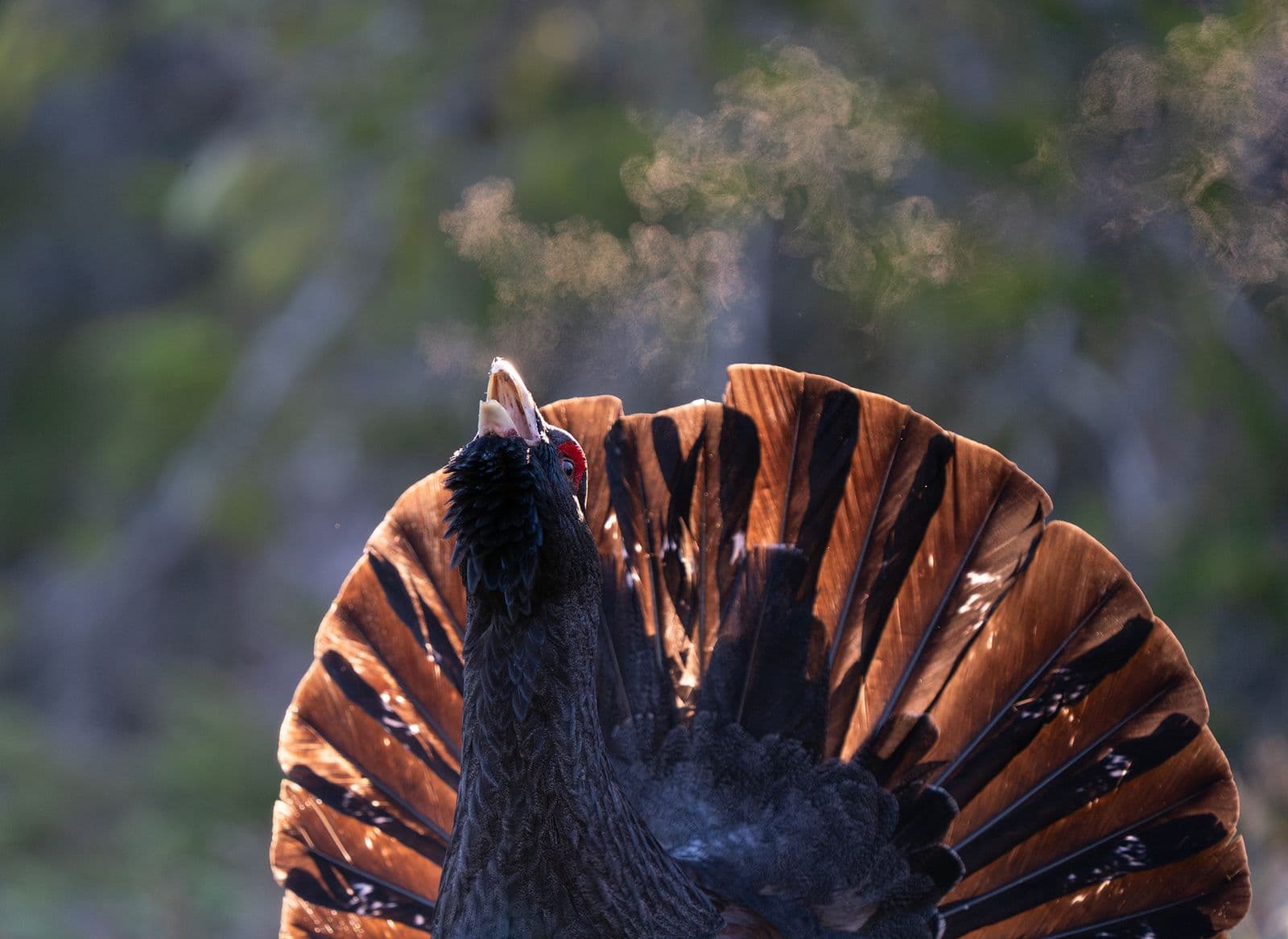 Tjäder och havsörn